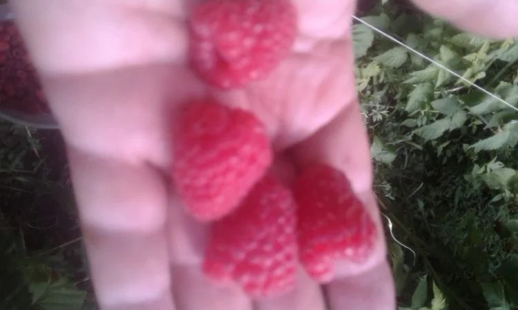 Саджинці малини - фото № 2