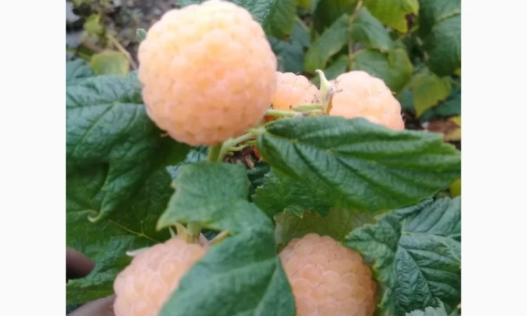 Саженцы малины сорта Желтый Гигант - фото № 1