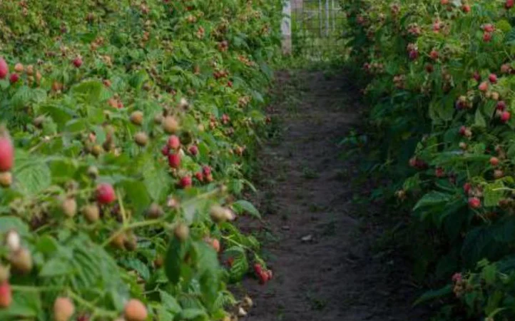 Саджанці малини Бриліантова – елітні сорти - фото № 2