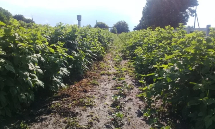 Саджанці малини Бриліантова – елітні сорти - фото № 3