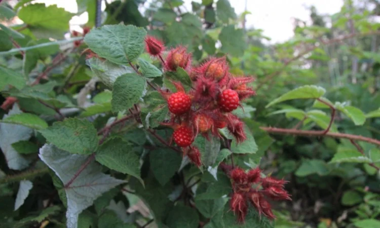 Малина Солнце Токио - унікальний сорт - фото № 1