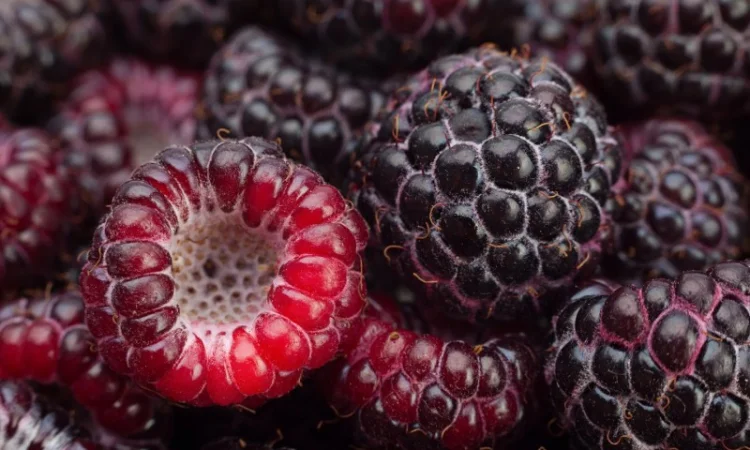 Саджанці малини сорту Кумберленд - фото № 1