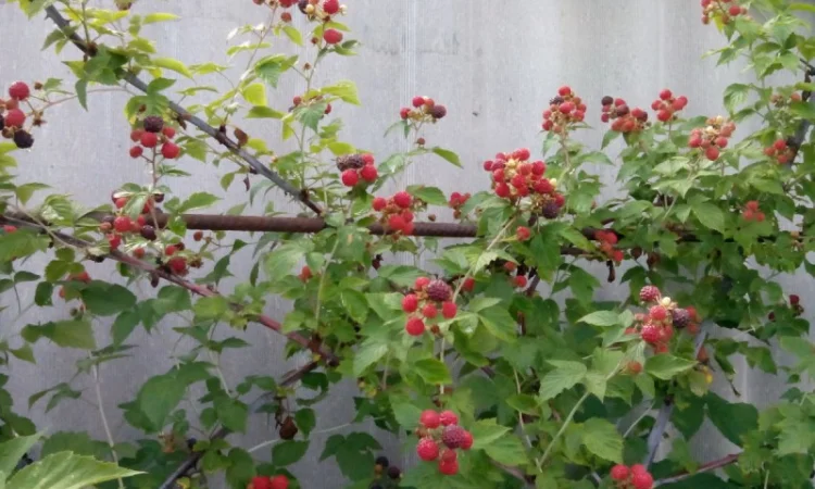 Саджанці малини сорту Кумберленд - фото № 2