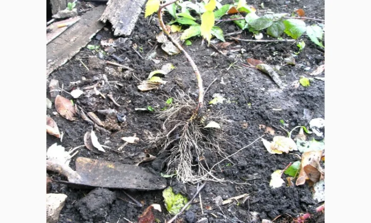 Саджанці малини сорту Кумберленд - фото № 4