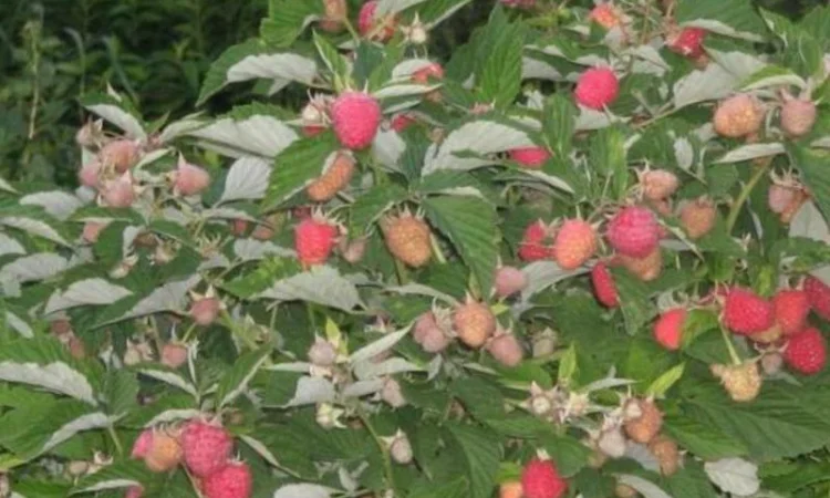 Продается малиновое дерево Таруса - фото № 2