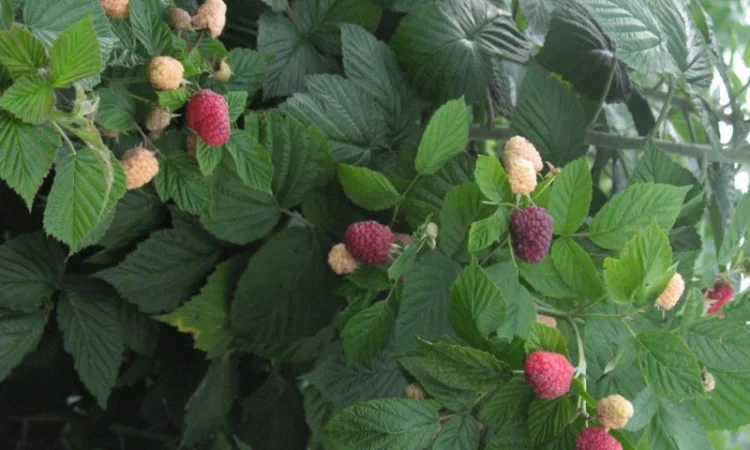 Саженцы малины Роялти – высокоурожайный сорт - фото № 1