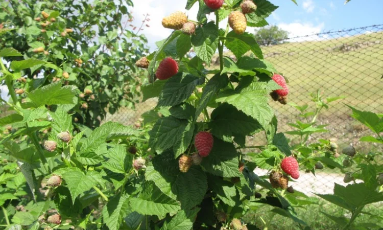 Продается малина сорта Моника - фото № 1