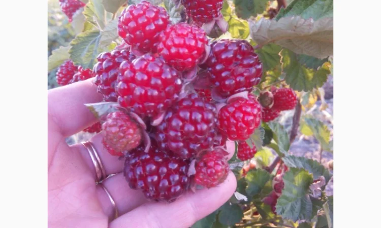 Ежемалина Ред Даймонд - фото № 1