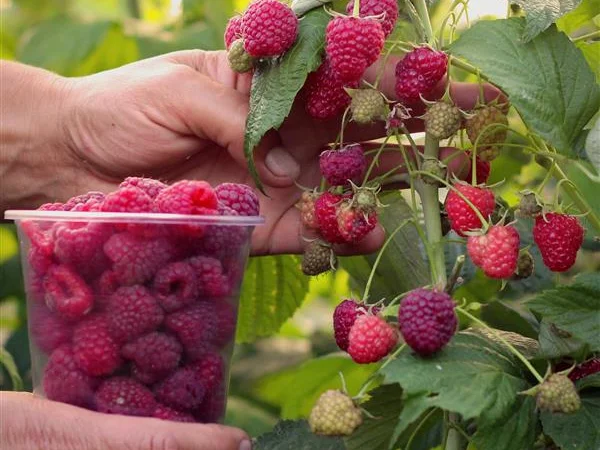 Малина Феномен - фото № 1