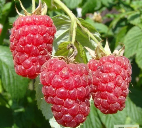 Саджанці високоврожайних сортів малини - фото № 1