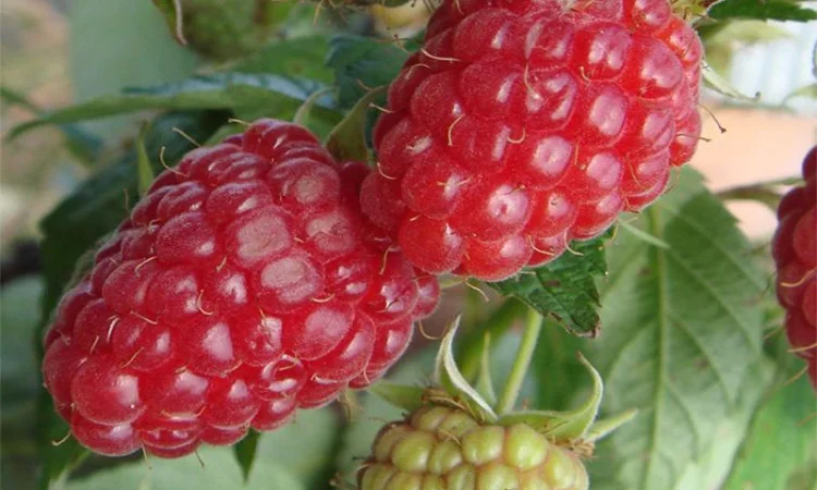 Саджанці високоврожайних сортів малини - фото № 2