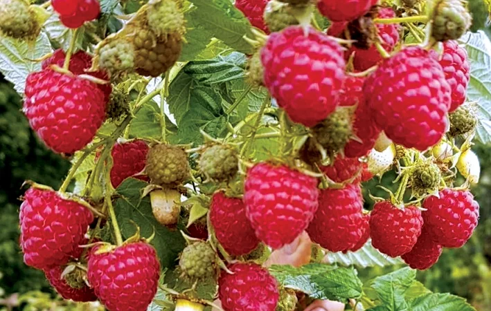 Саджанці високоврожайних сортів малини - фото № 3