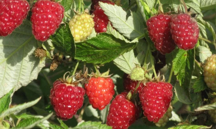 Саджанці високоврожайних сортів малини - фото № 4