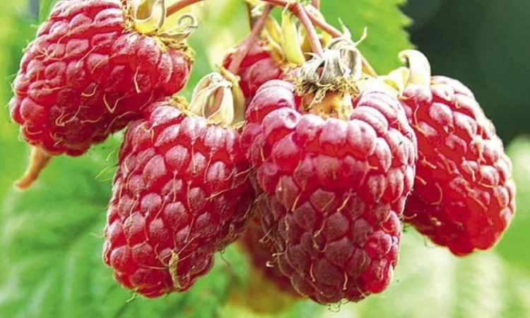 Якісні саджанці літньої малини Гусар - фото № 1