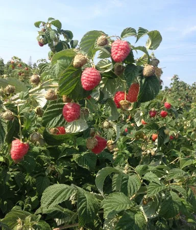 Саджанці ягідних опт та роздріб - фото № 1