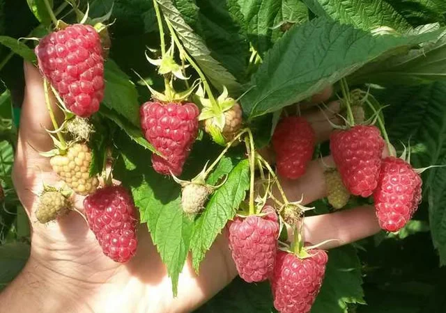 Саджанці ремонтантної малини Полка - фото № 1