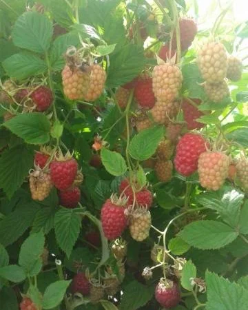 Саджанці ремонтантної малини Полка - фото № 3