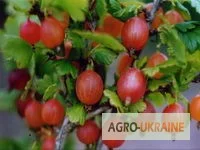 Продам саженцы крыжовника Зелёный дождь - фото № 1