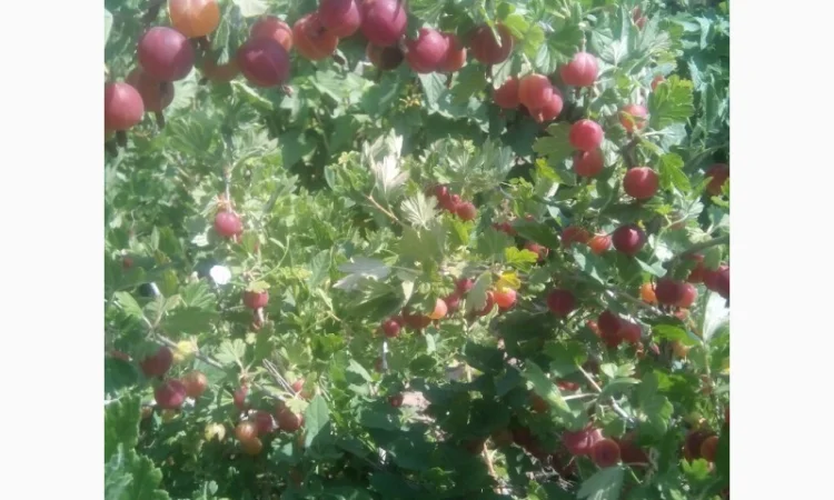 Продам саженцы крыжовника Зелёный дождь - фото № 2