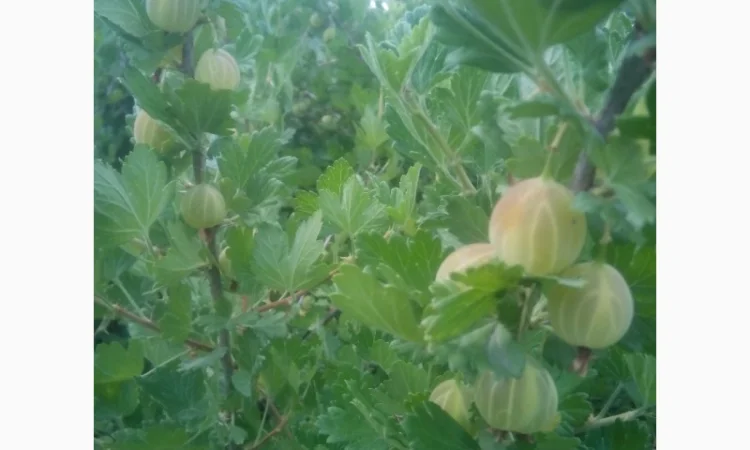 Продам саженцы крыжовника Зелёный дождь - фото № 3