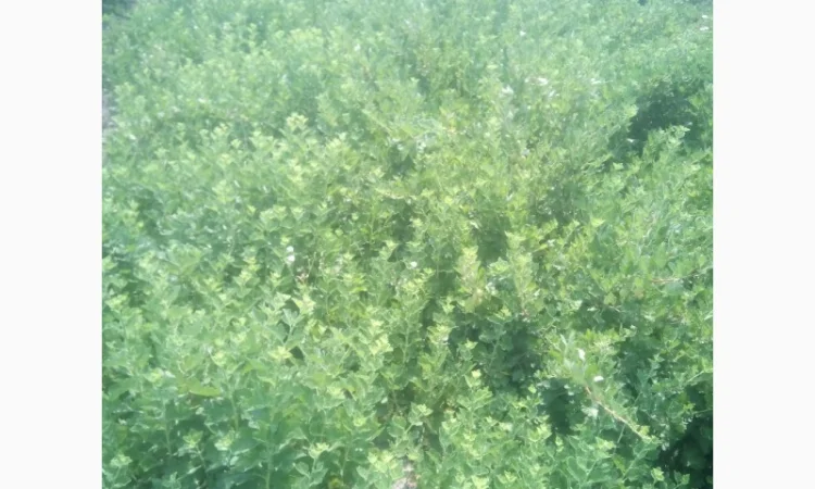 Продам саженцы крыжовника Зелёный дождь - фото № 4