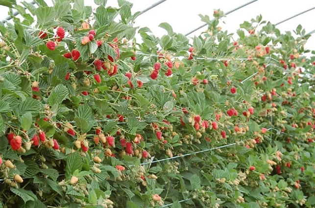 Однорічні садженці якісних сортів малини - фото № 2