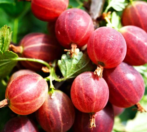 Однорічні садженці якісних сортів малини, смородини - фото № 5