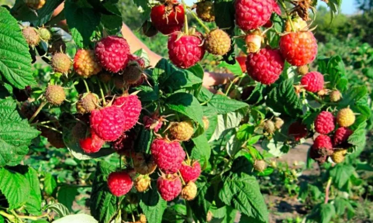 Однорічні садженці якісних сортів малини, смородини - фото № 7