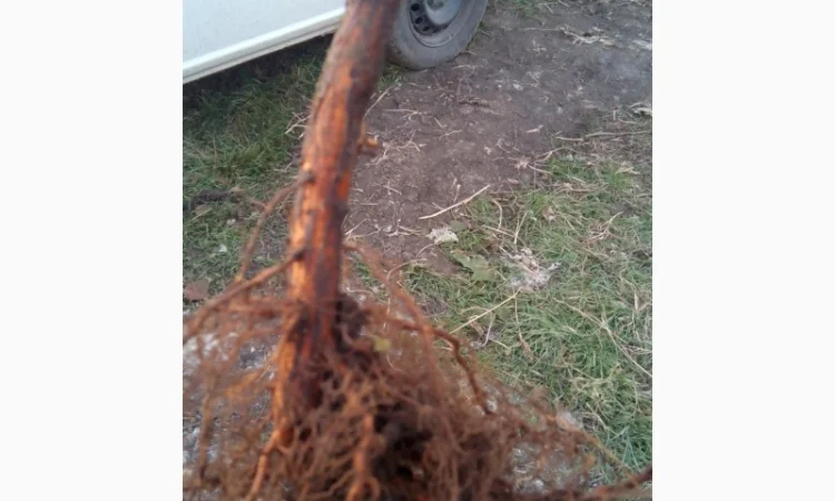 Саджанці ремонтної малини Полка - фото № 2