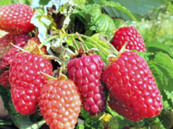 Саджанці ремонтної малини Полка - фото № 3