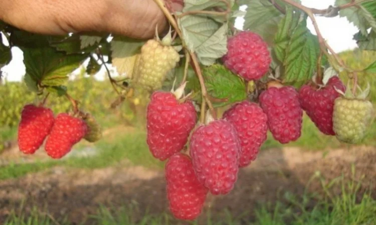 Саджанці ремонтної малини Полка - фото № 5