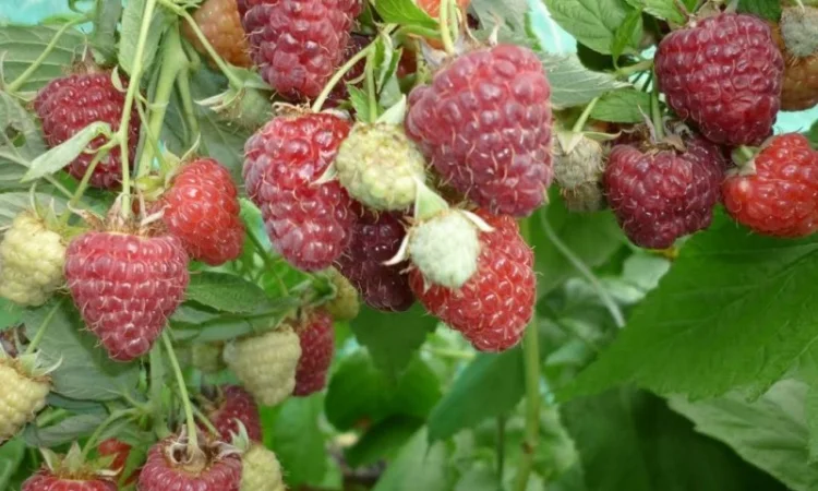 Саджанці ремонтної малини Полка - фото № 6