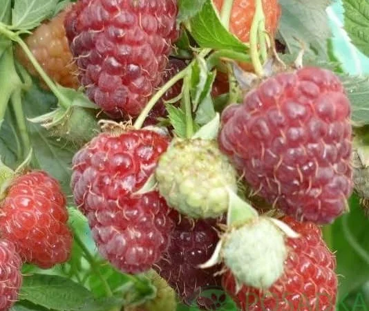 Саджанці ремонтної малини Полка - фото № 7