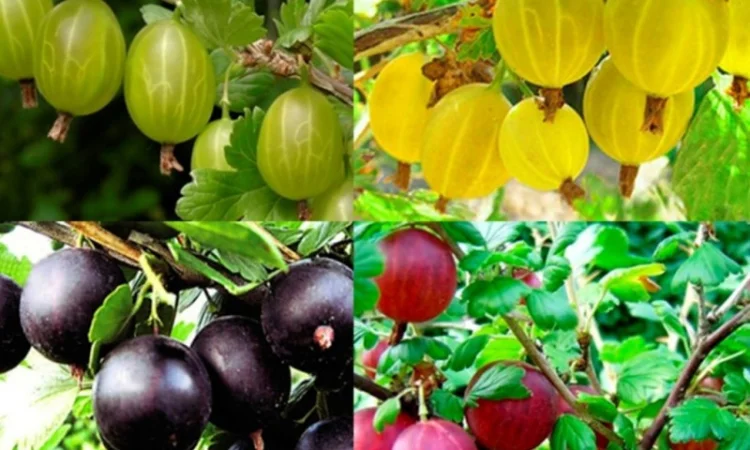 Саджанці ремонтної малини Полка - фото № 8