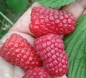 Однорічні саджанці літніх та ремонтантних сортів малини з пітомніка - фото № 2