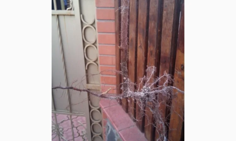 Однорічні саджанці великоплідної ремонтної малини Зюгана - фото № 1