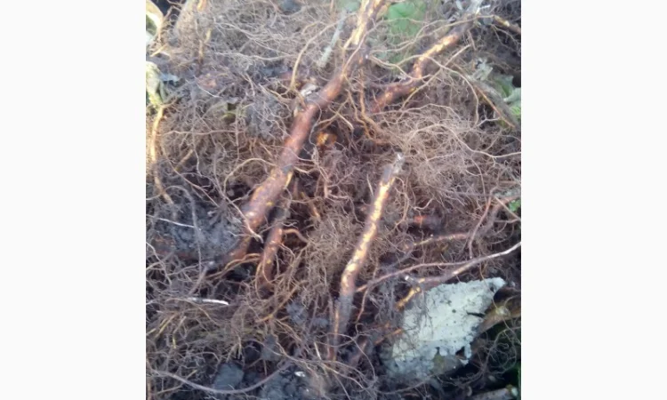 Однорічні саджанці великоплідної ремонтної малини Зюгана - фото № 2