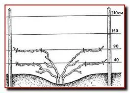 Бетонные столбы для винограда малины Запорожья - фото № 4