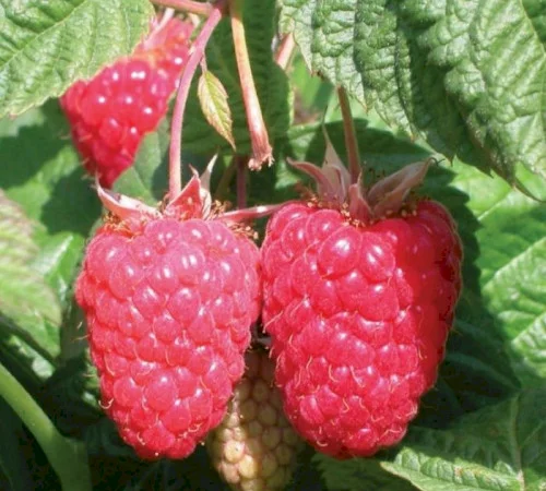 Малина саженцы ремонтантная Гордость Украины - фото № 1