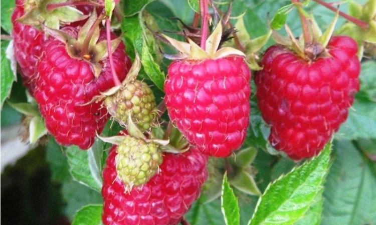 Малина саженцы ремонтантная Гордость Украины - фото № 2