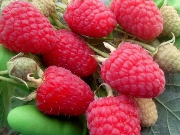 Малина Маравіла - ремонтантний сорт. Скандинавська селекція - фото № 1