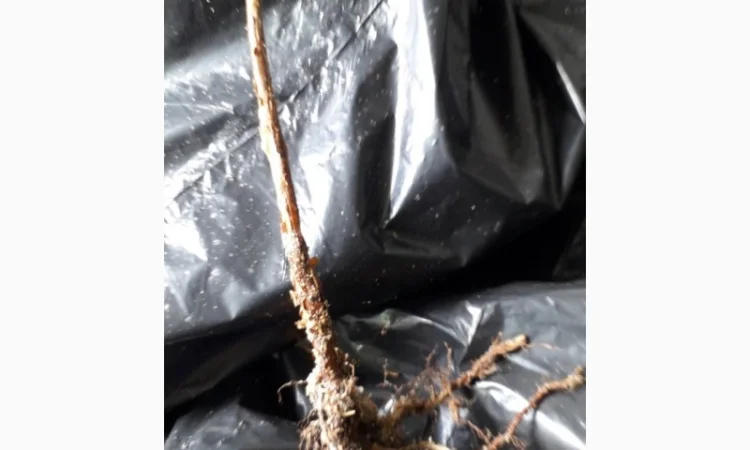 Малина Маравіла - ремонтантний сорт. Скандинавська селекція - фото № 2