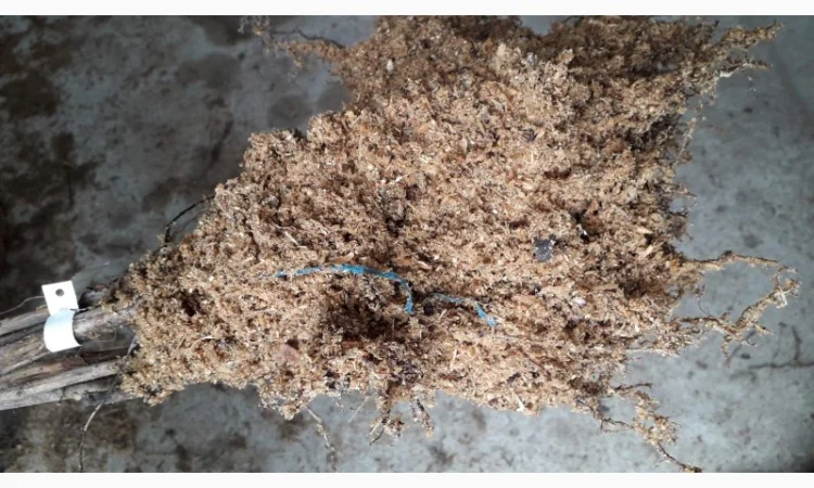 Малина Маравіла - ремонтантний сорт. Скандинавська селекція - фото № 3