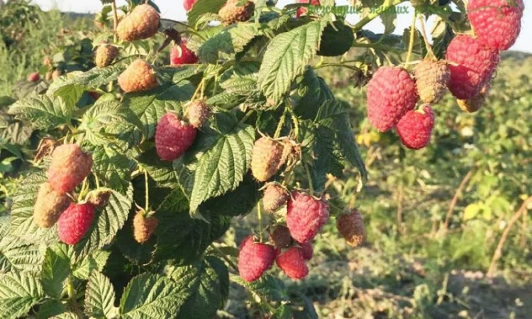 Саджанці ремонтантної малини сорт Брусвяна. Від виробника. Гарантія якості - фото № 1