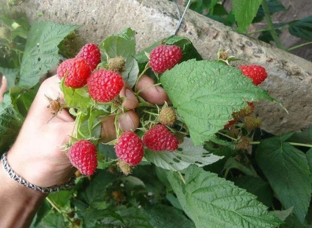 Продам саджанці малини Полка - фото № 1