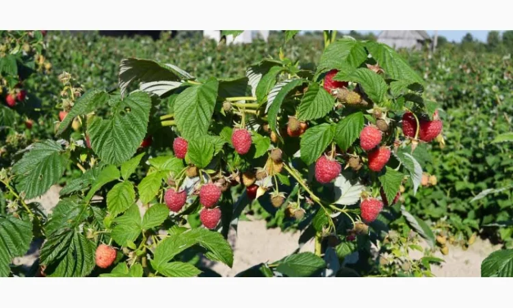 Продам саджанці малини Полка - фото № 2