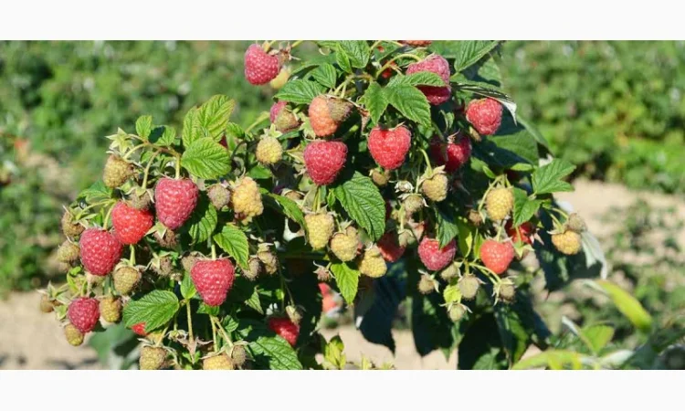 Продам саджанці малини Полка - фото № 3