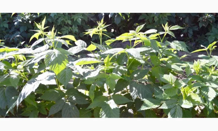 Продам саджанці малини Полка - фото № 4