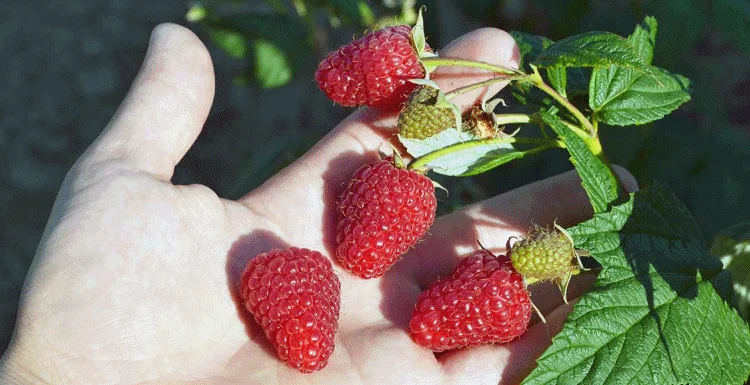 Продам саджанці малини Полка - фото № 7