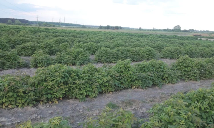 Продаю саджанці малини літньої та ремонтантної оптом та в розбріб - фото № 1